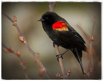 Close-up of bird perching on leaf