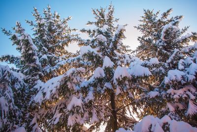 Low angle view of pine tree against sky during winter