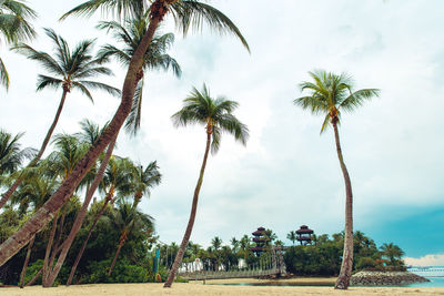 Palm trees on beach against sky