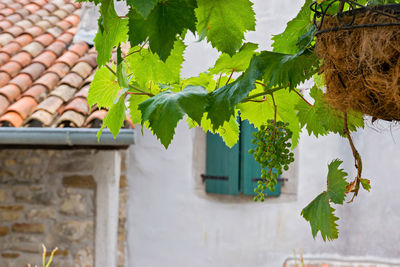 Low angle view of plant against building