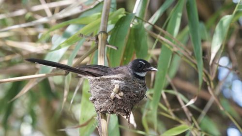 Close-up of a bird perching on branch