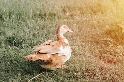 Musk or indo duck on a farm in nature outdoor on grass. breeding of poultry in small scale