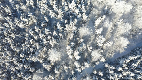 Full frame shot of snowflakes on snow