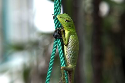 Close-up of lizard on rope