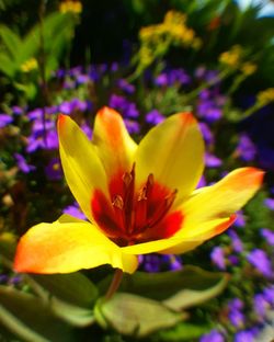 Close-up of flower blooming outdoors