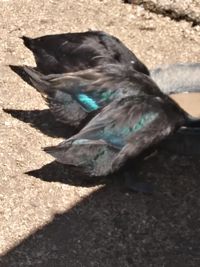 High angle view of black bird on land