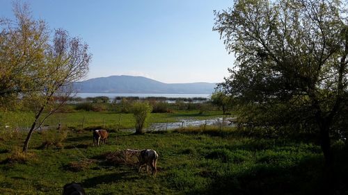 Cows grazing on field against sky