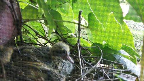 Close-up of tree trunk in forest