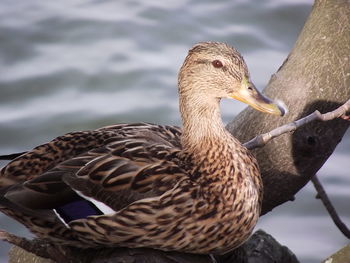 Close-up of bird