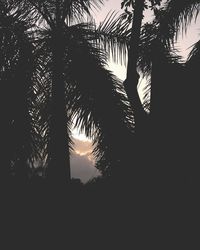 Low angle view of silhouette palm trees against sky