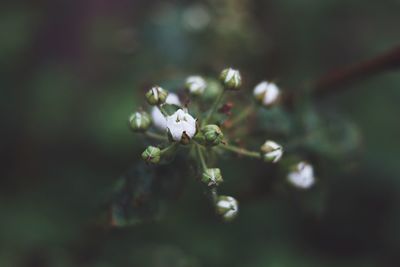 Close-up of white flowering plant