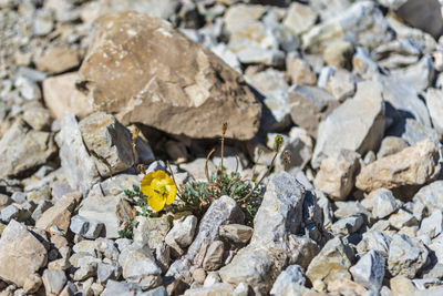 Yellow flowering plant on rocks