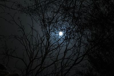 Low angle view of bare tree against sky at night