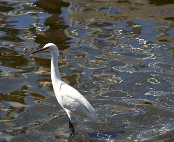 High angle view of bird in water at beach