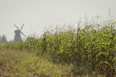 Plants growing on field