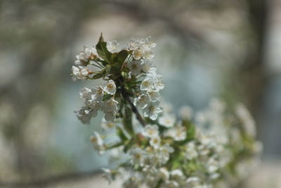 Close-up of white flowering plant