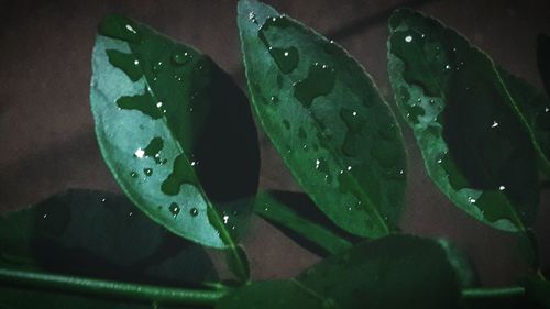 Close-up of raindrops on leaf