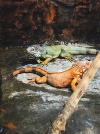 Close-up of iguana on rock