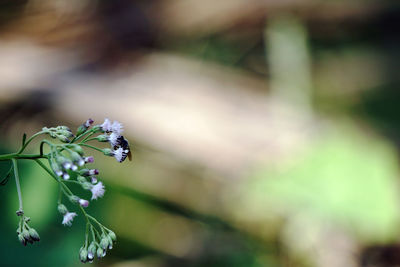 Close-up of insect on flower