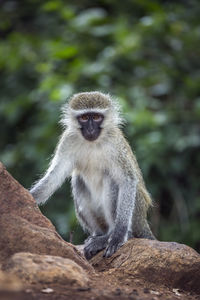 Portrait of monkey sitting outdoors