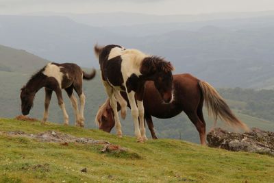 Horses in a field