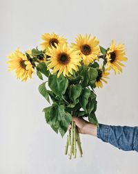 Cropped hand holding sunflowers against white background