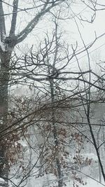 Low angle view of bare trees during winter