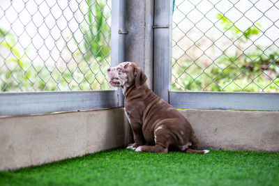 Dog sitting in a fence