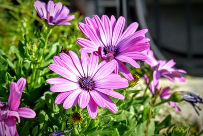 Close-up of pink flowers