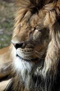 Close-up of cat looking away