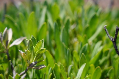 Close-up of fresh green plant in field