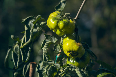 Close-up of fruit on plant