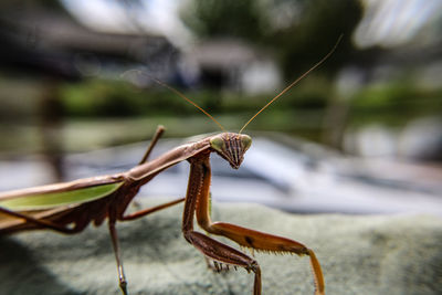 Close-up of insect