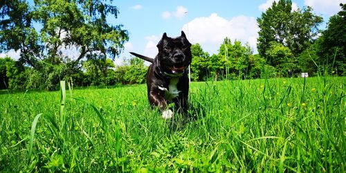 Dog running in field