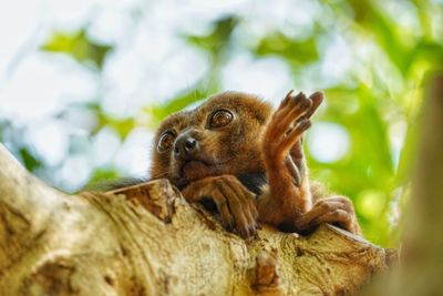 Close-up of monkey