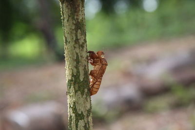 Close-up of insect on tree trunk