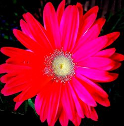 Close-up of flower blooming outdoors