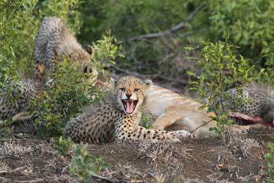 Close-up of young cheetah cub with mouth open