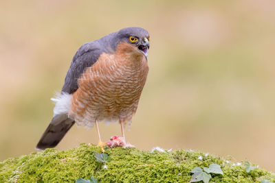 Close-up of bird perching outdoors