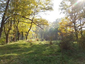 Trees in forest during autumn