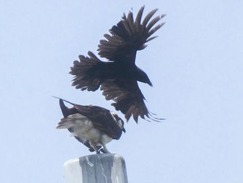 Low angle view of birds flying against clear sky