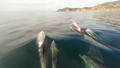 View of dolphins in blue water