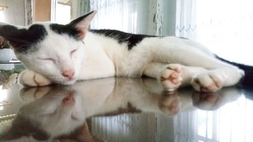 Close-up of cat relaxing at home