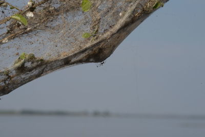 Close-up of lizard on lake against sky