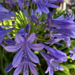 Close-up of purple flowering plants