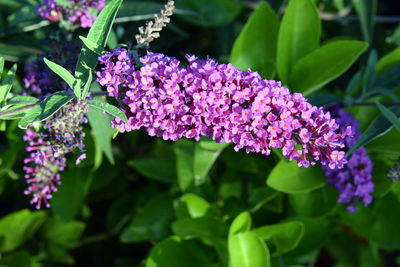 Close-up of purple flowering plants