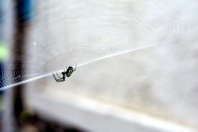 Close-up of spider on web