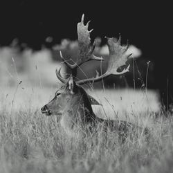 Close-up of deer on field