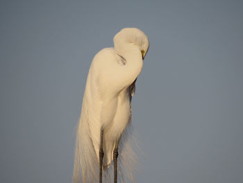 Low angle view of bird perching against clear sky