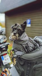 Dog on motorcycle. dog clothing.